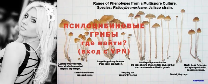 Псилоцибиновые грибы Cubensis  Кольчугино 